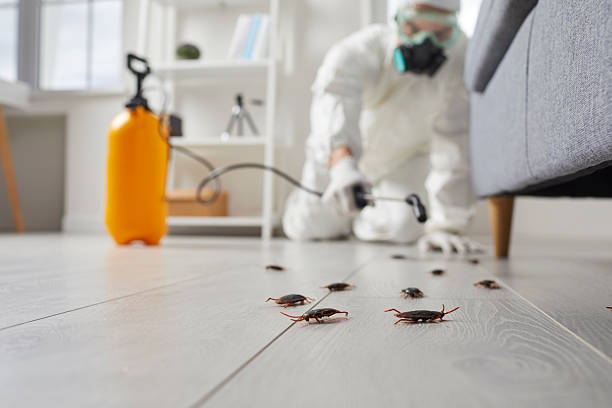 Affordable Termite Control solutions in Bourbon, MO